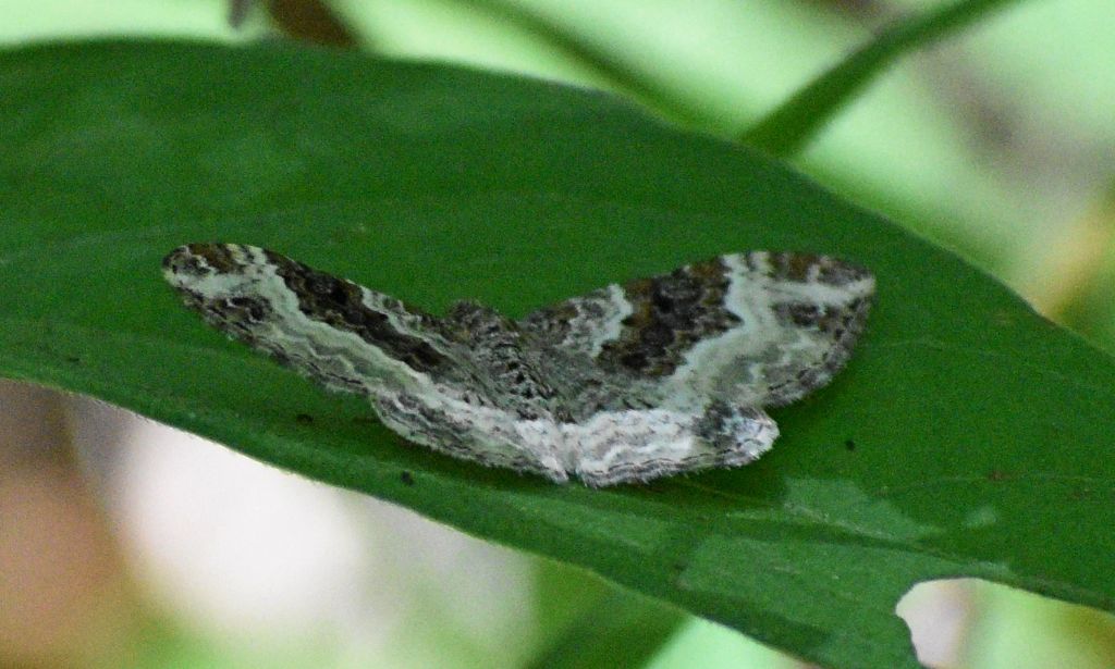 Falena da identificare 2: Epirrhoe sp. - Geometridae